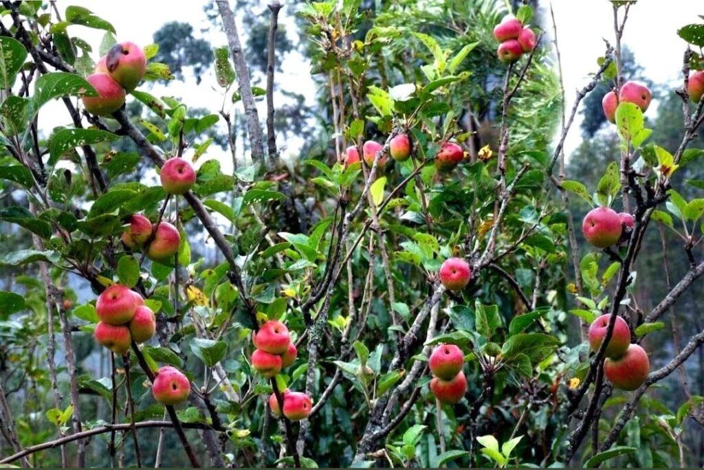 places to visit in kanthalloor