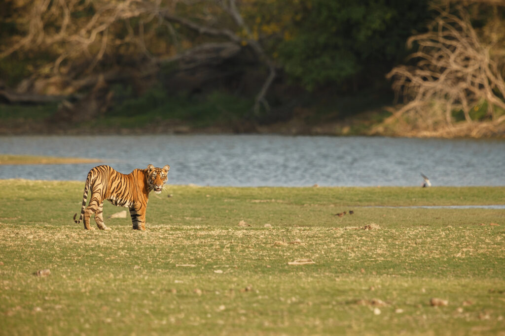 Tiger spotted at Eravikulam National park in munnar