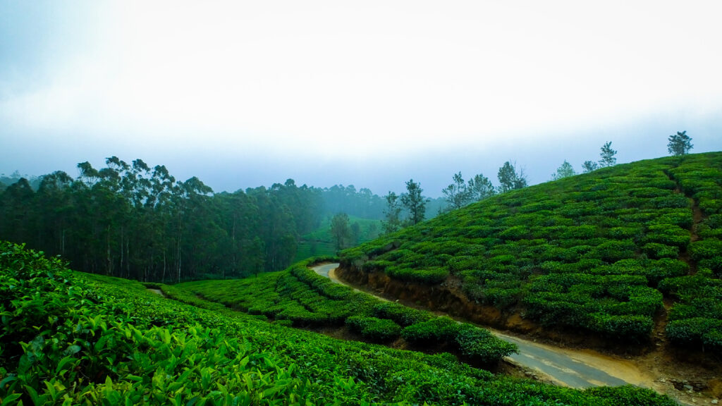 Scenic tea plantations in Munnar, a popular destination explored with the best travel agency in Munnar for memorable trips.